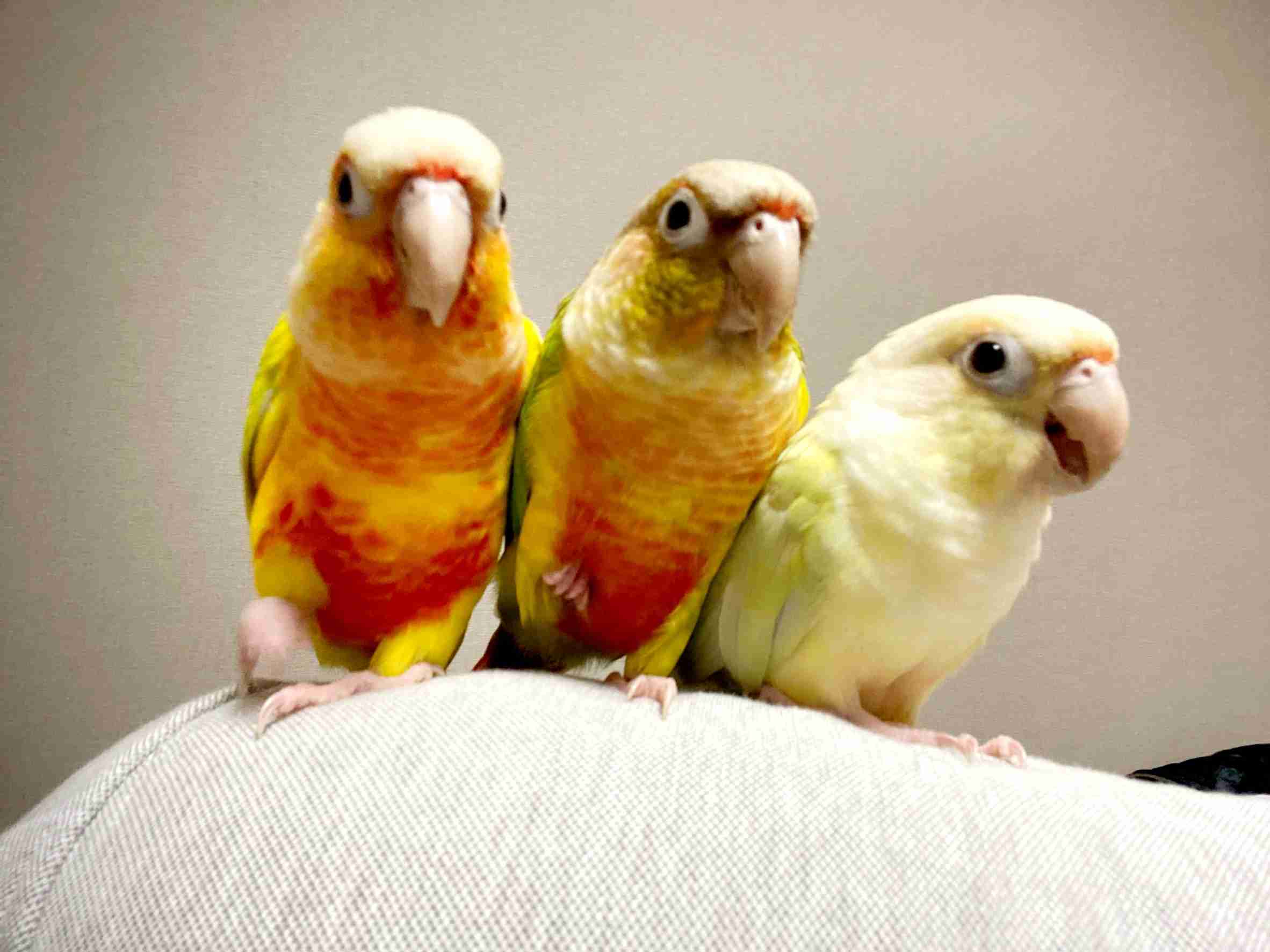 【インコ・オウム】鳥が好きな人と語りたい【文鳥なんでも】