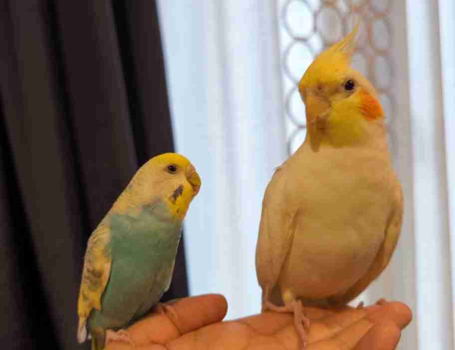 【インコ・オウム】鳥が好きな人と語りたい【文鳥なんでも】