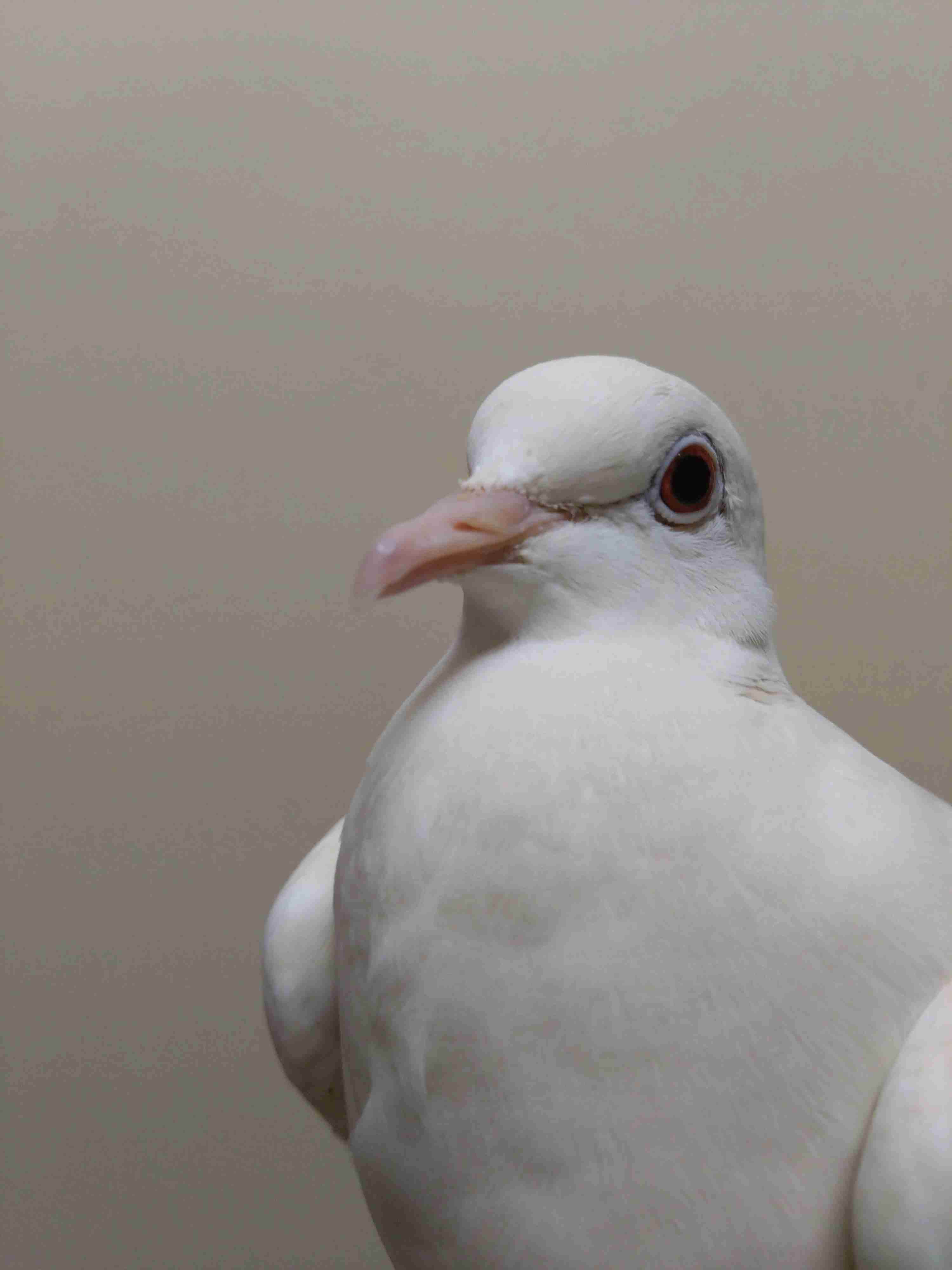 【インコ・オウム】鳥が好きな人と語りたい【文鳥なんでも】