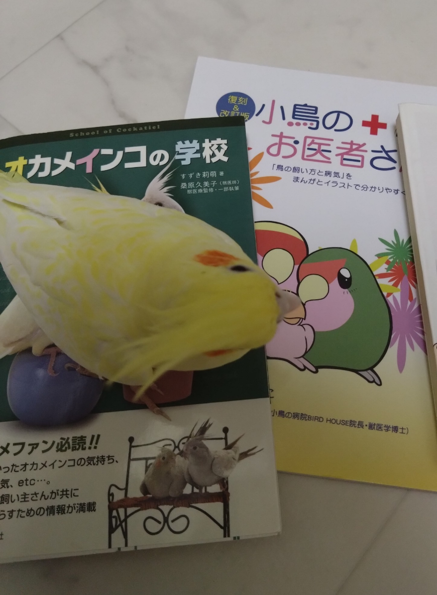 【インコ・オウム】鳥が好きな人と語りたい【文鳥なんでも】