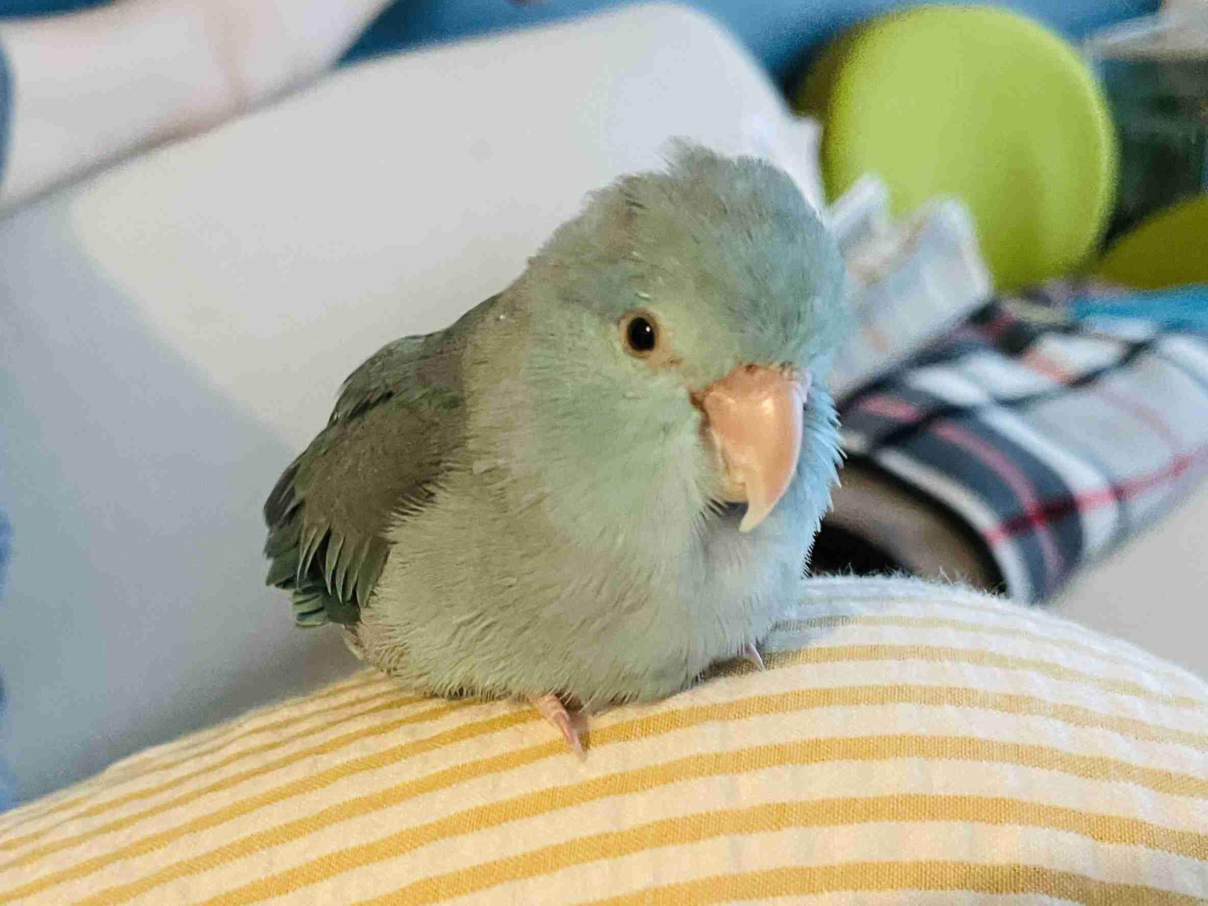 【インコ・オウム】鳥が好きな人と語りたい【文鳥なんでも】
