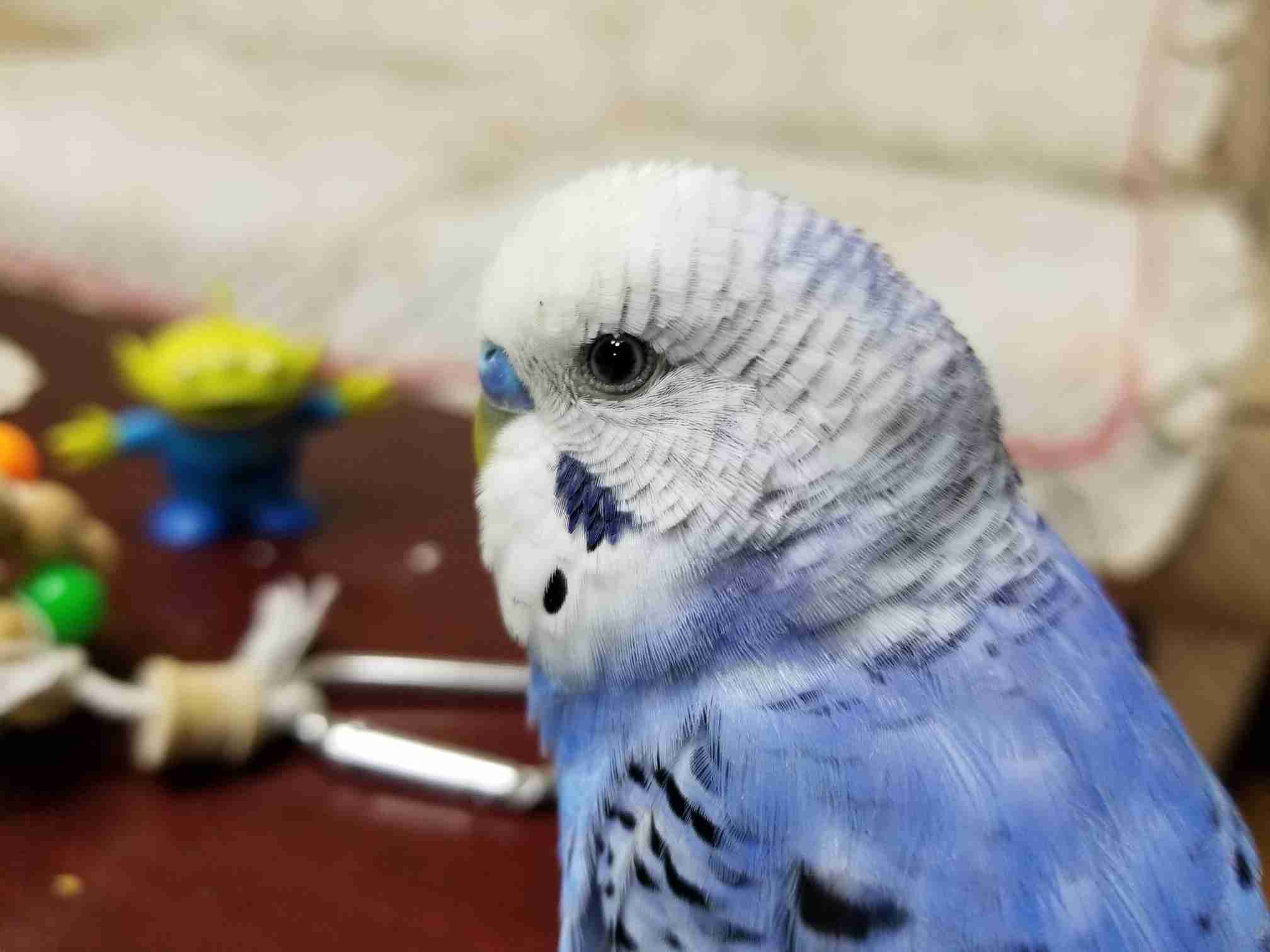 【インコ・オウム】鳥が好きな人と語りたい【文鳥なんでも】