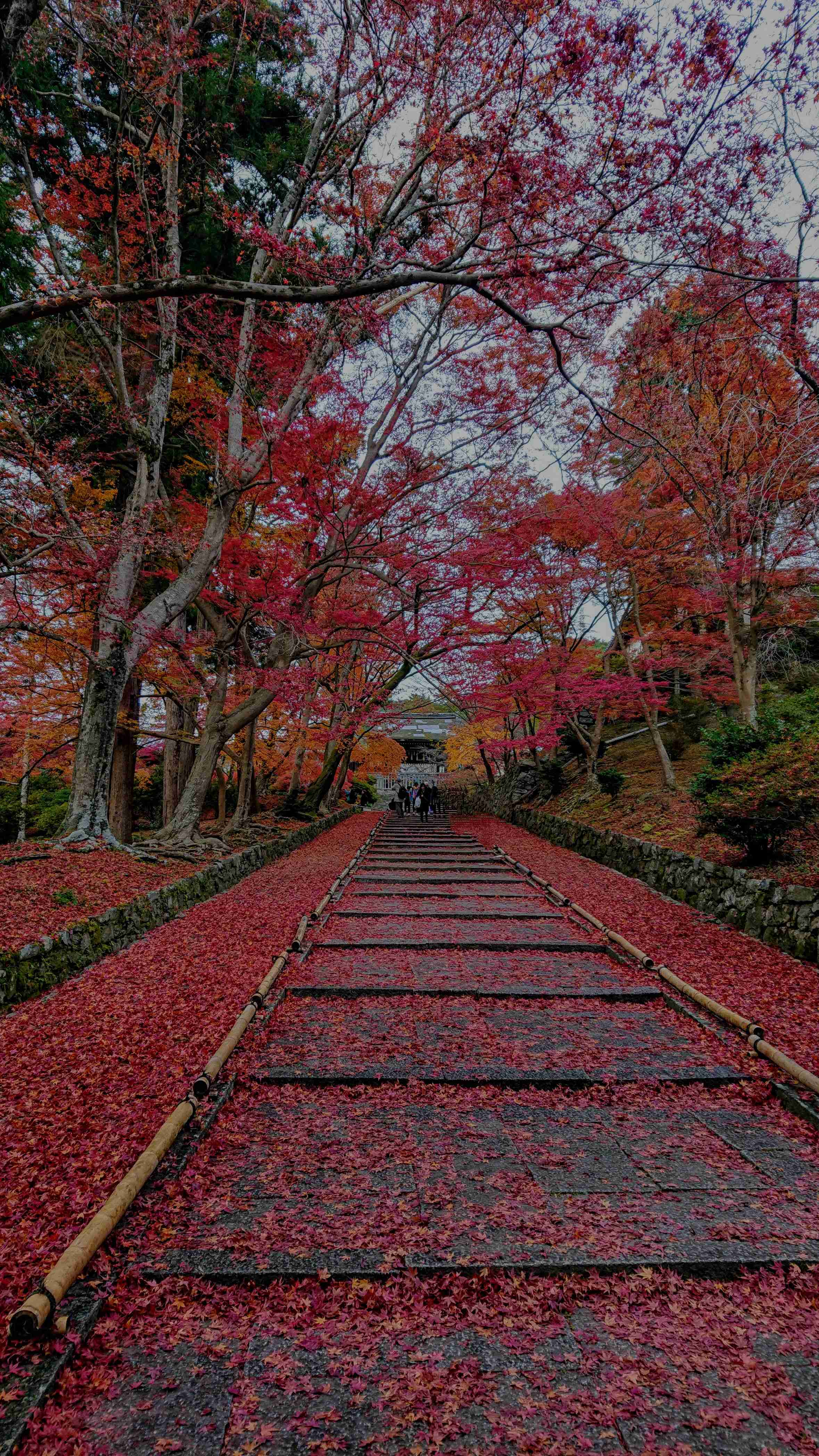 紅葉×絶景　観光客殺到の日光　バス「5分が60分」大混雑の3連休　迷惑駐車も