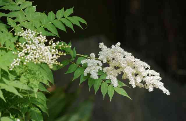 【ゴールデンカムイ】尾形百之助を語るトピpart8