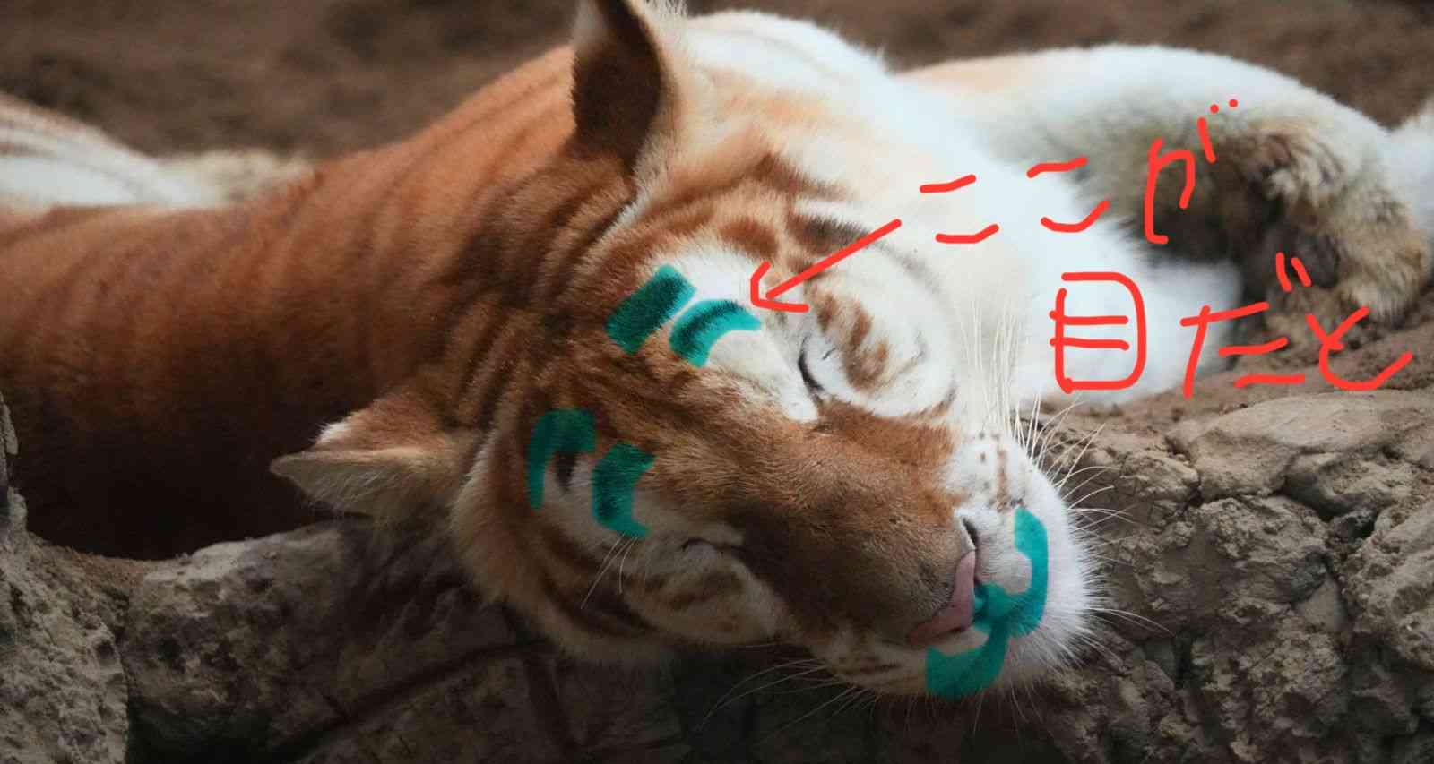 茶トラ猫が大きくなったやつ！珍しい毛色を持つタイの虎に世界中が熱い視線