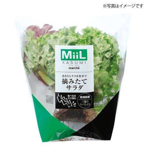 主要野菜14品目が平年より高値　干ばつ被害でキャベツ価格“3倍”に…「レンコン」など正月商品も早めの購入を　農水省「年明けも高騰続く」