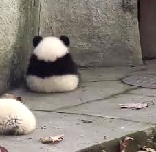 動物園か水族館で飼育員として働くとしたらどの動物の飼育員になりたいですか?
