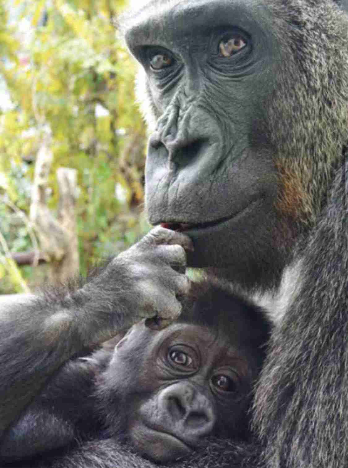 動物園か水族館で飼育員として働くとしたらどの動物の飼育員になりたいですか?
