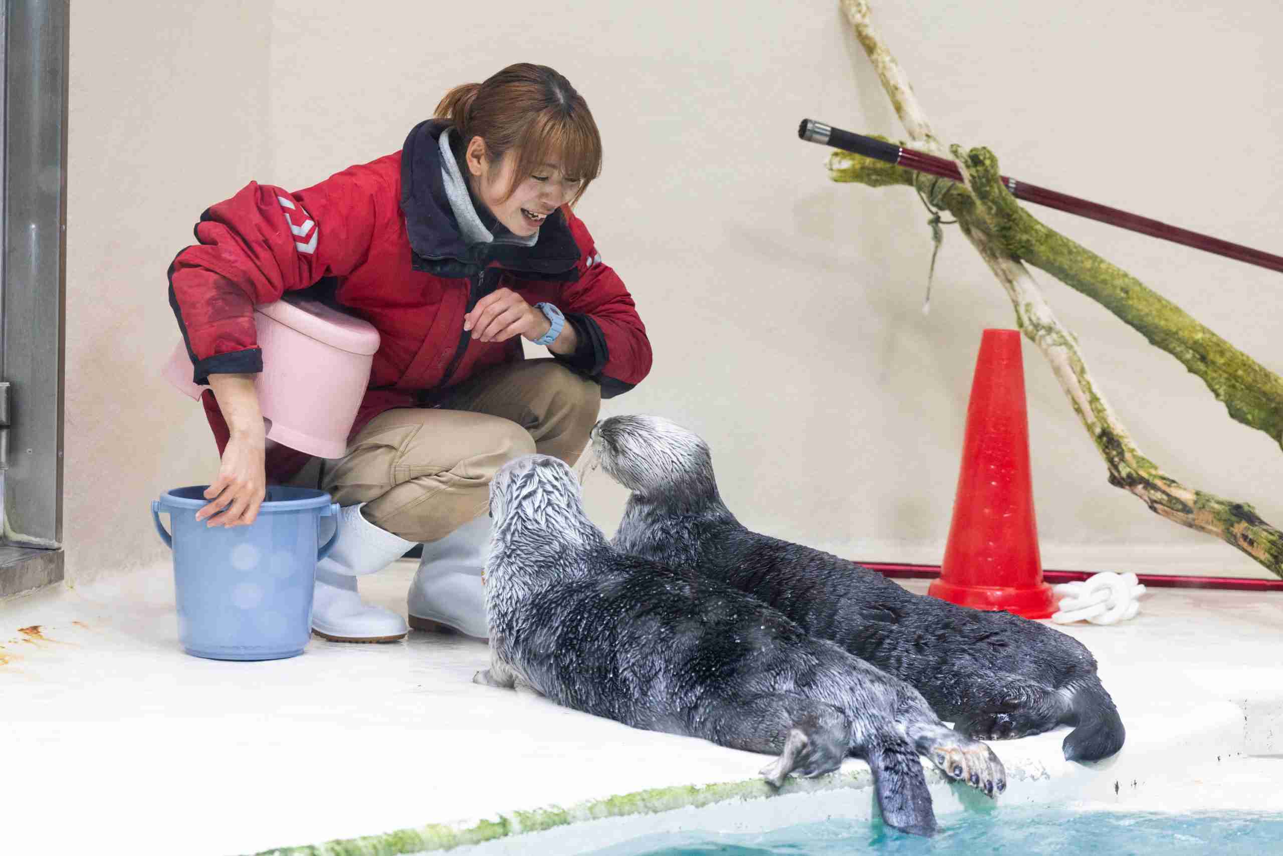 動物園か水族館で飼育員として働くとしたらどの動物の飼育員になりたいですか?