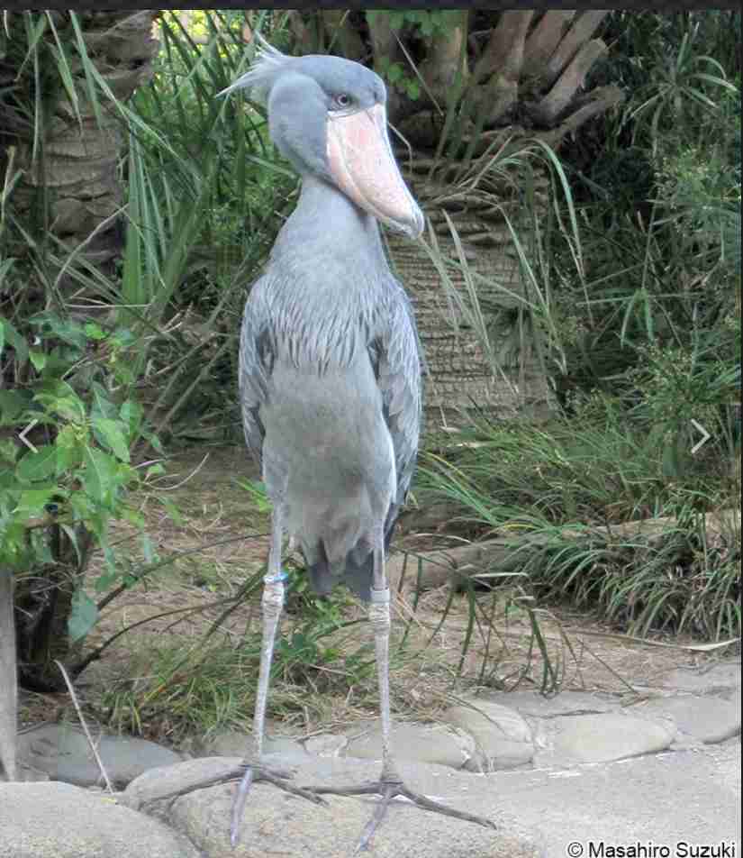 動物園か水族館で飼育員として働くとしたらどの動物の飼育員になりたいですか?