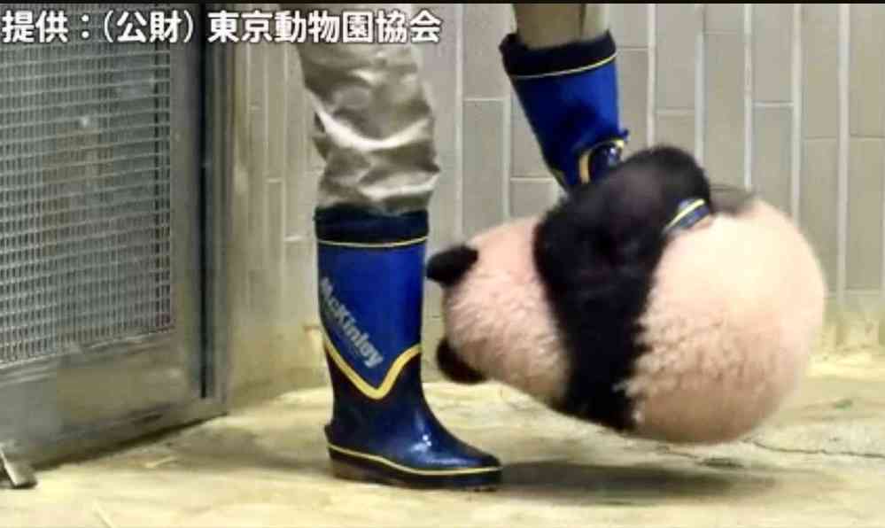 動物園か水族館で飼育員として働くとしたらどの動物の飼育員になりたいですか?