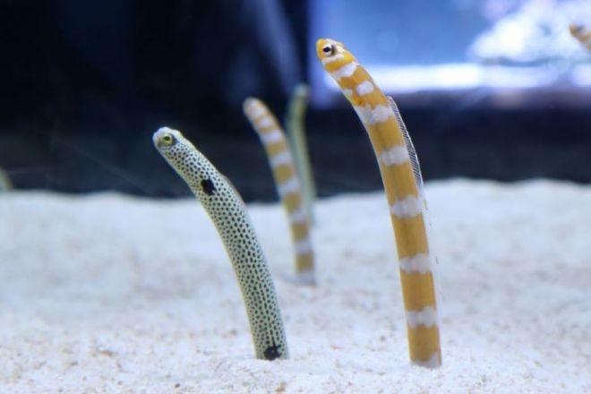動物園か水族館で飼育員として働くとしたらどの動物の飼育員になりたいですか?
