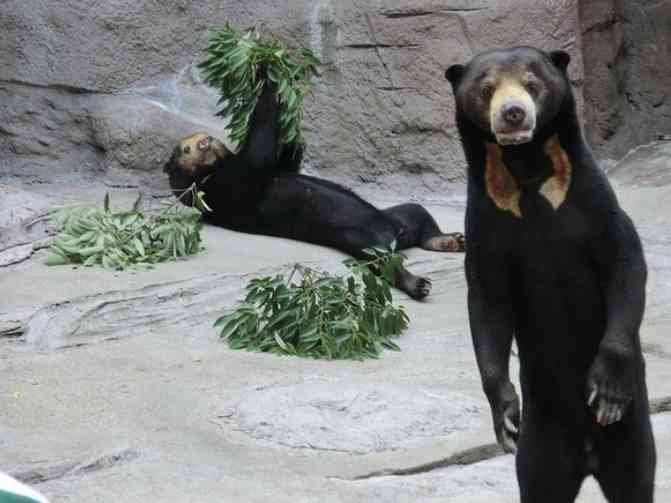 動物園か水族館で飼育員として働くとしたらどの動物の飼育員になりたいですか?
