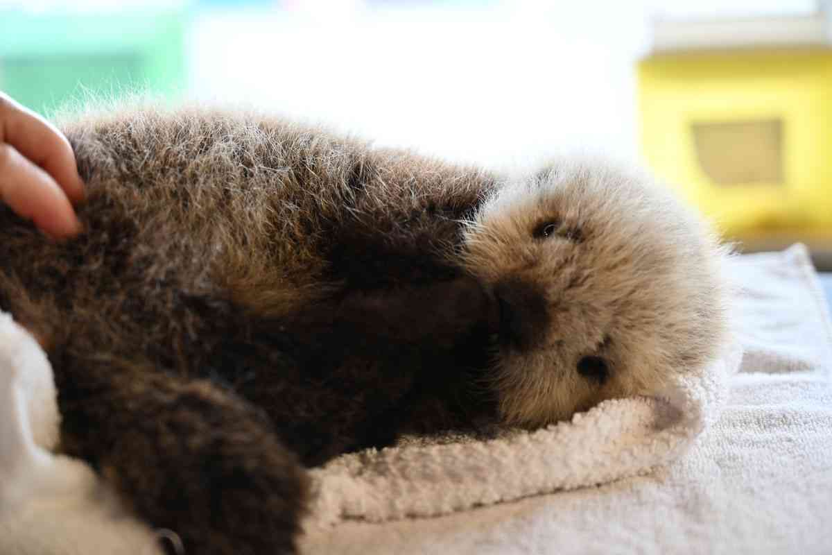 動物園か水族館で飼育員として働くとしたらどの動物の飼育員になりたいですか?