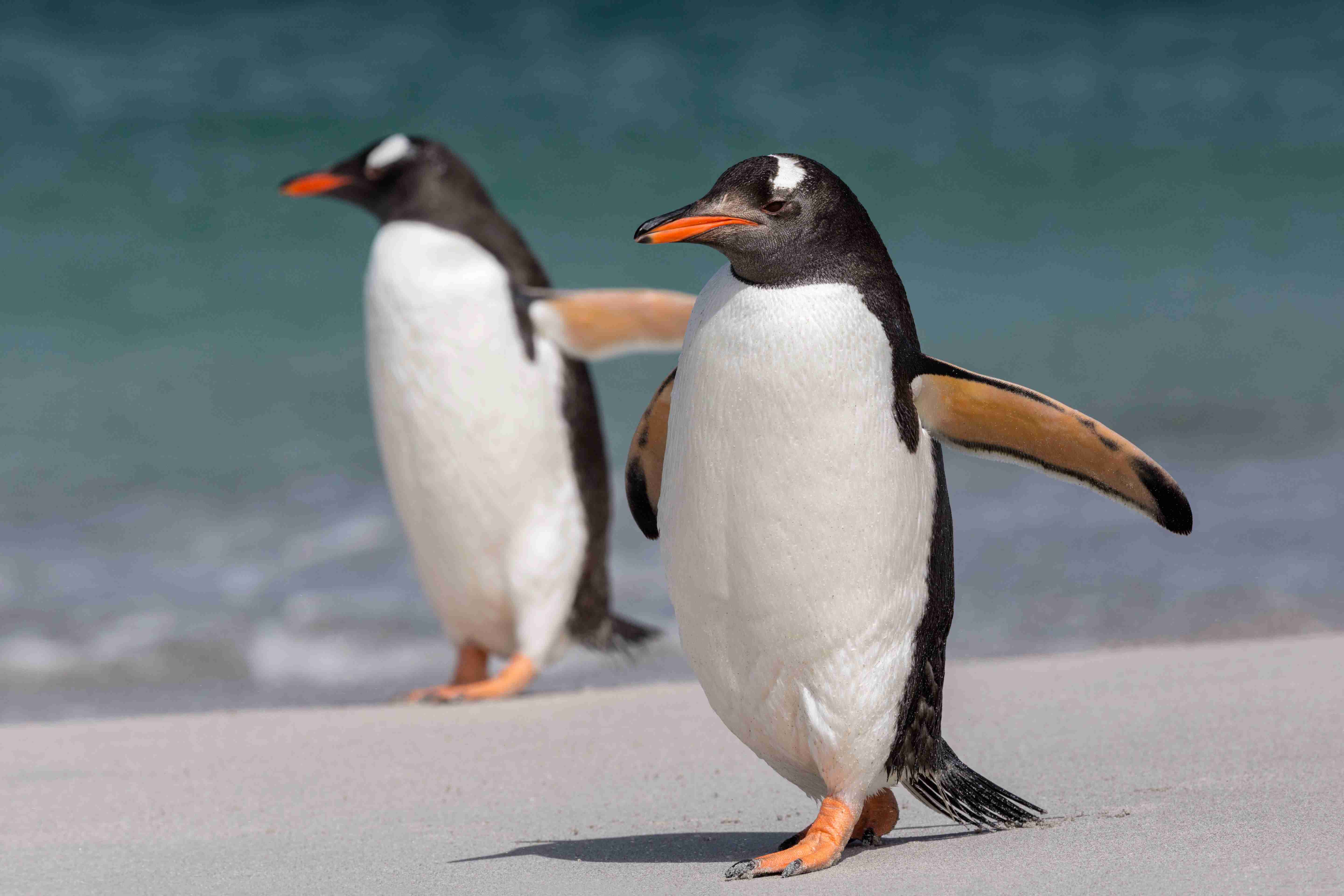 動物園か水族館で飼育員として働くとしたらどの動物の飼育員になりたいですか?