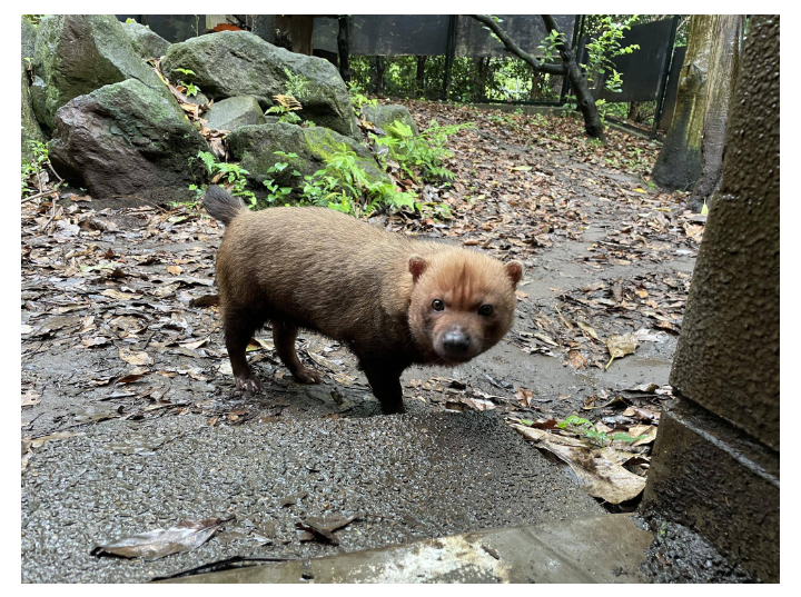 動物園か水族館で飼育員として働くとしたらどの動物の飼育員になりたいですか?