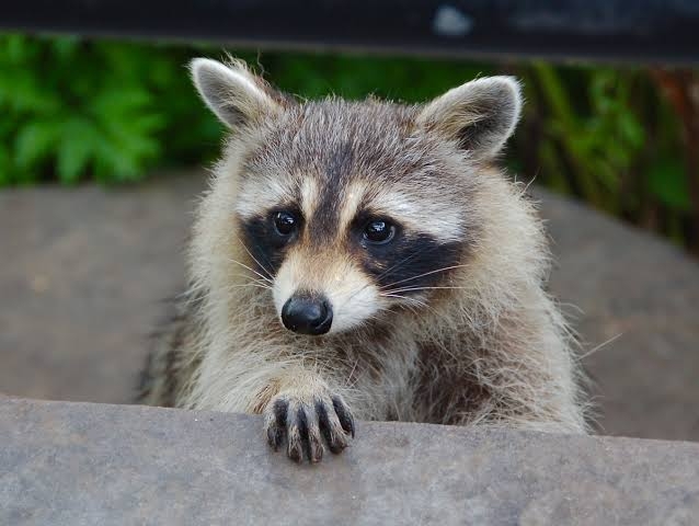 動物園か水族館で飼育員として働くとしたらどの動物の飼育員になりたいですか?