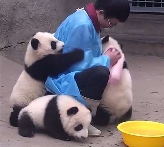 動物園か水族館で飼育員として働くとしたらどの動物の飼育員になりたいですか?