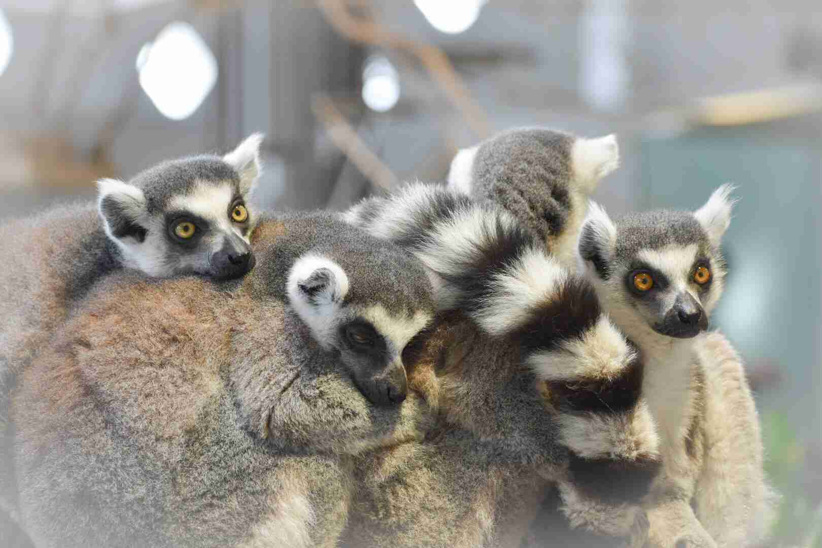 動物園か水族館で飼育員として働くとしたらどの動物の飼育員になりたいですか?