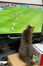 ペットの勘違い行動