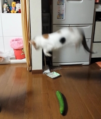 ペットの勘違い行動