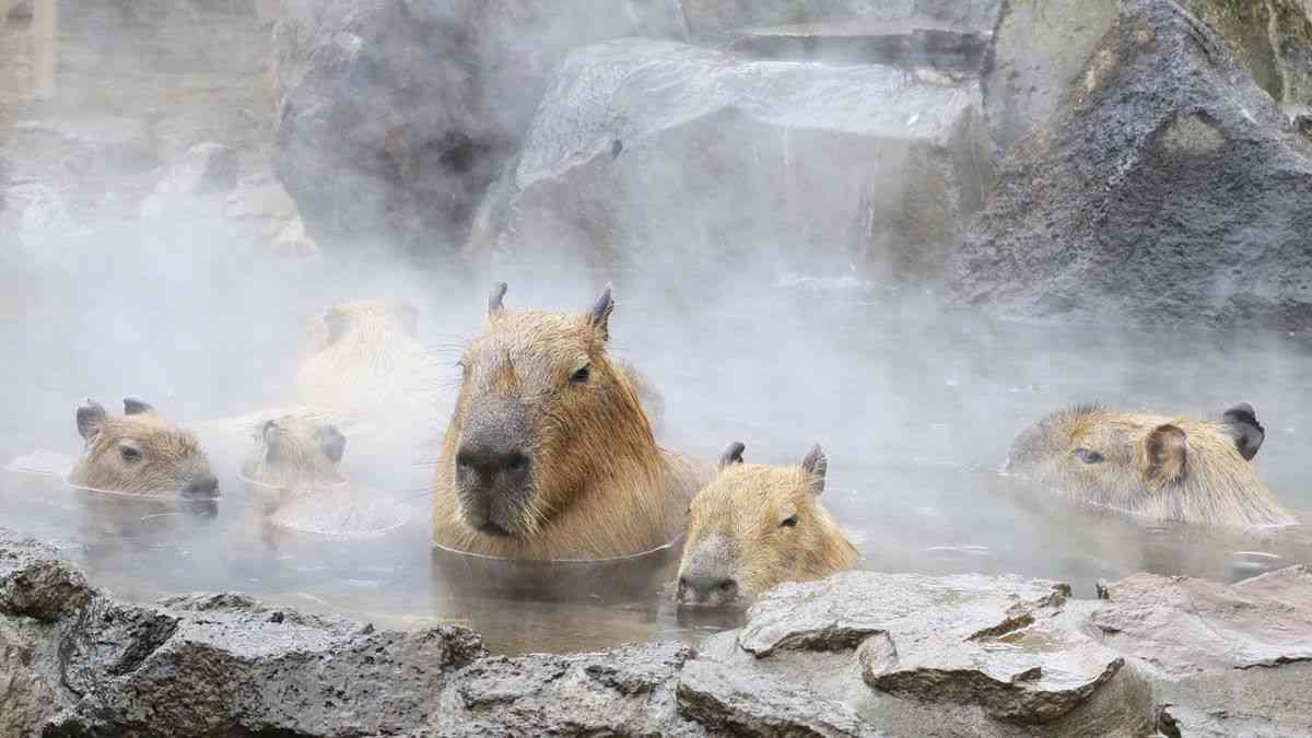「動物っていいなぁ」と羨ましくなったこと