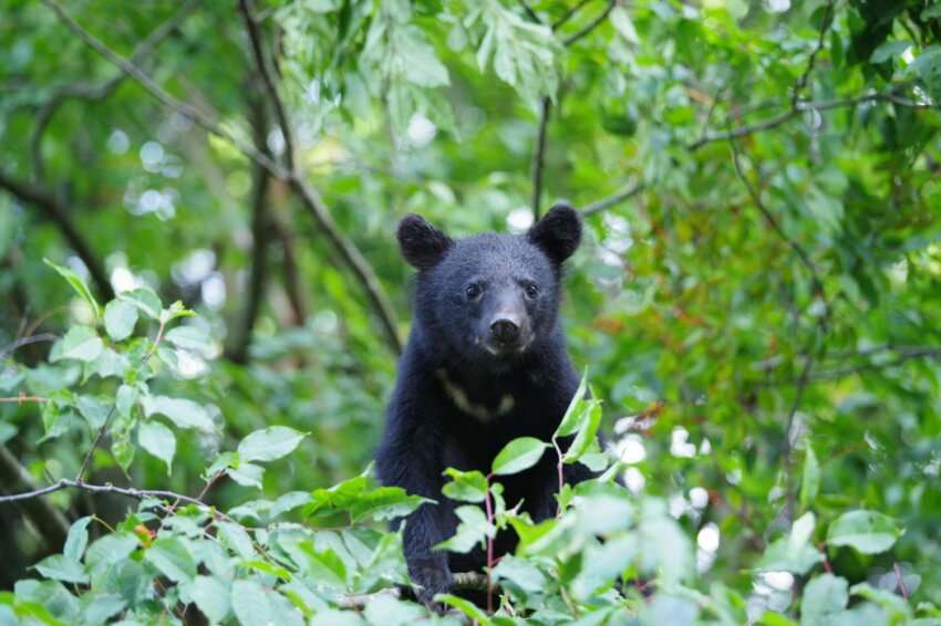 「動物っていいなぁ」と羨ましくなったこと