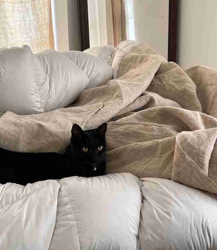 「動物っていいなぁ」と羨ましくなったこと