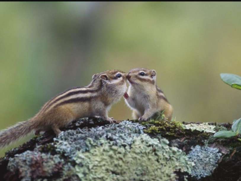 リスセクシュアル、リスロマンティックの方