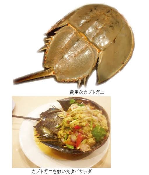 海外の気になる食べ物。