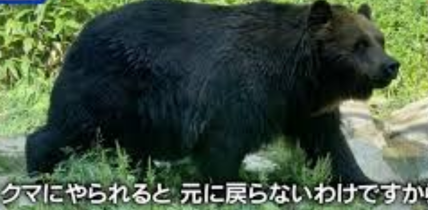 秋田市でまたクマが建物内に…自動車修理工場に逃げ込み、箱わなで捕獲作戦