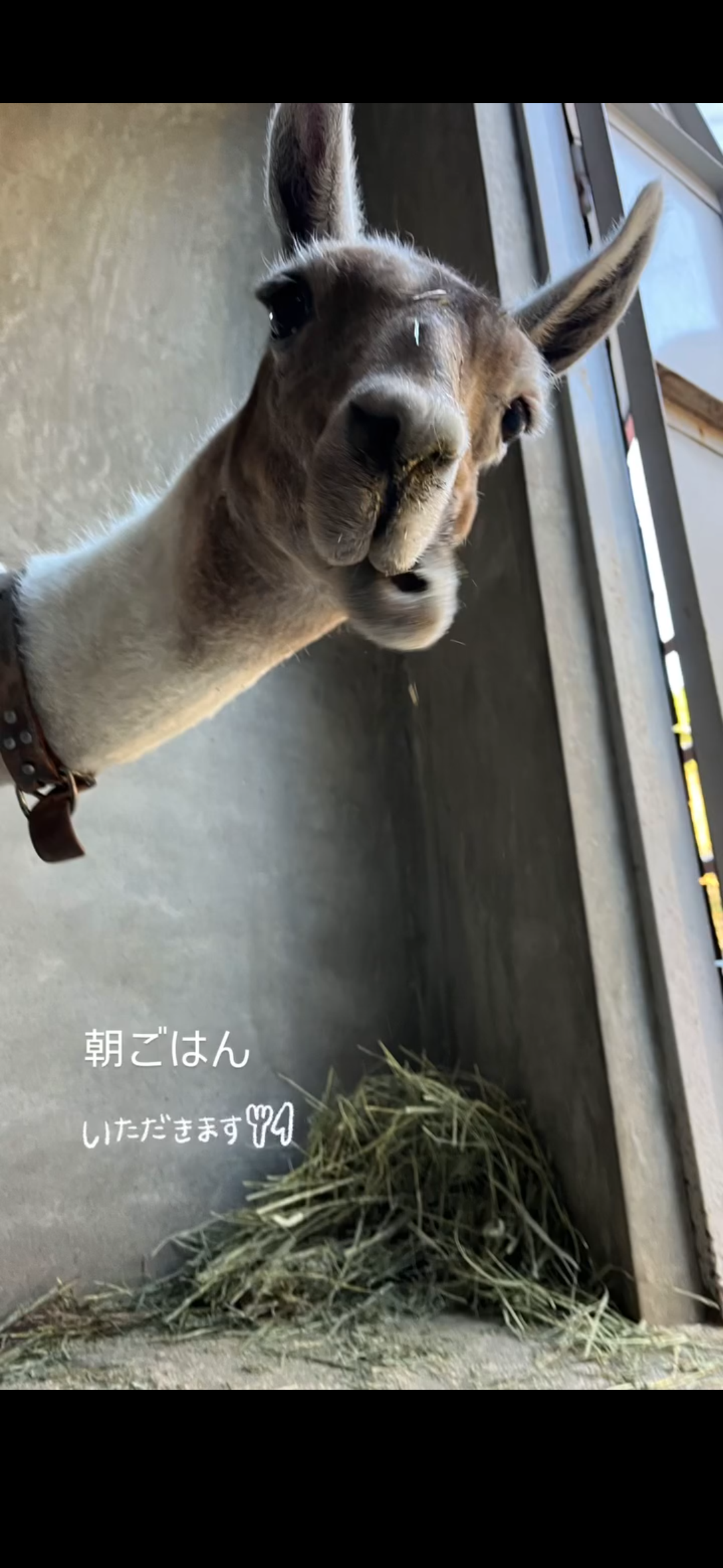 自分的最強のエンタメ