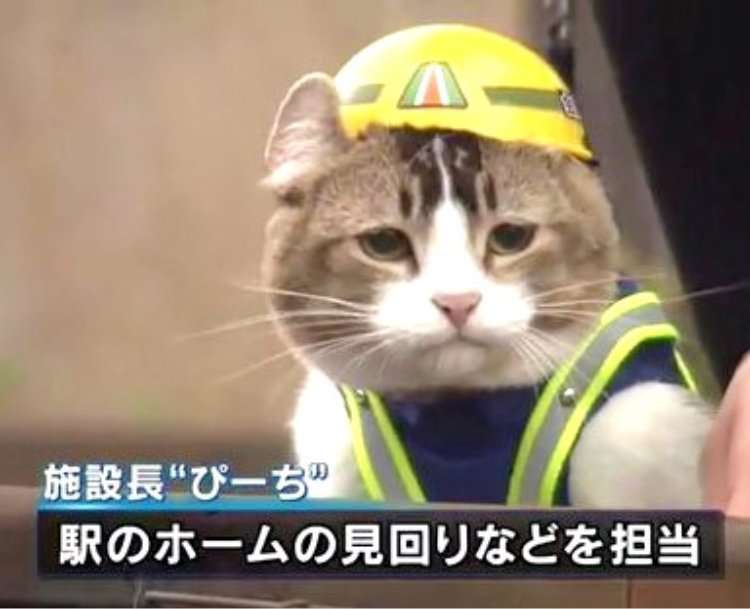 パート、非正規雇用で職場から求められすぎている人