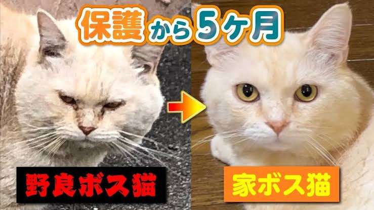 茶トラ猫が大きくなったやつ！珍しい毛色を持つタイの虎に世界中が熱い視線