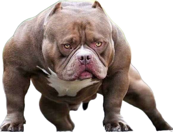 筋肉質な男性が怖い