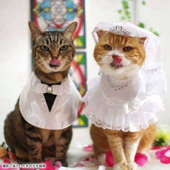 人数合わせで結婚式に呼ばれたことがある人