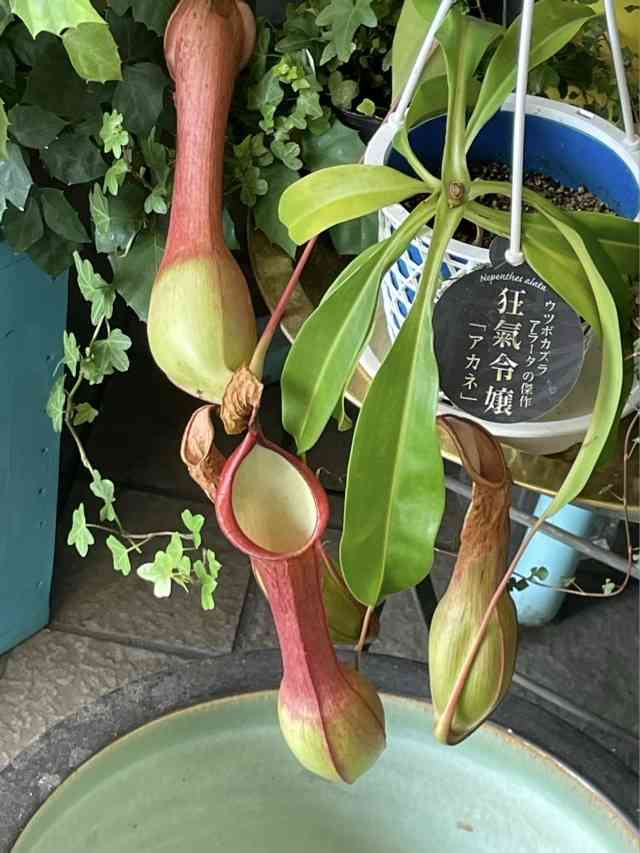 心が汚れている人にしか見えない画像9つ目