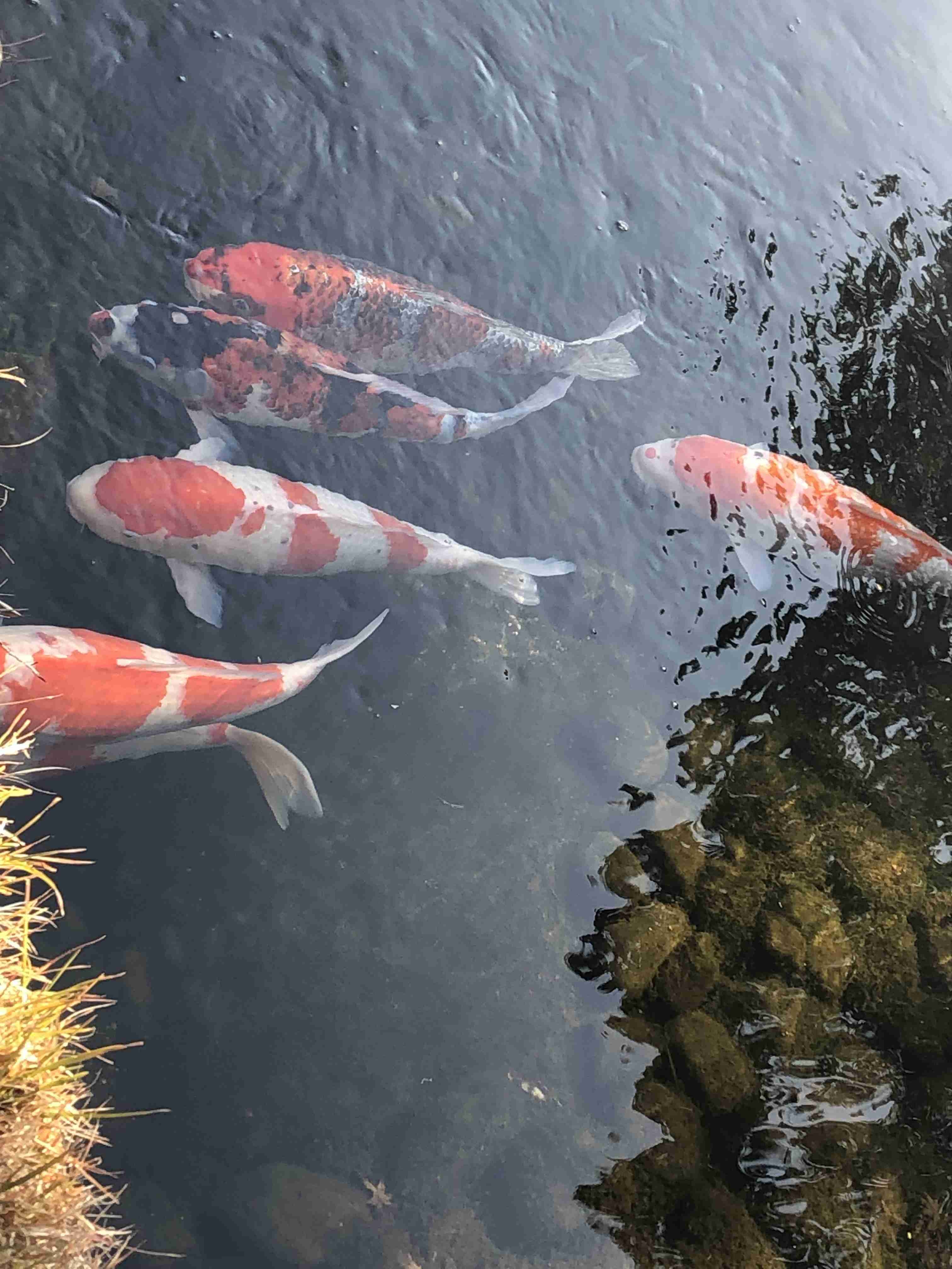 ガルちゃんチャレンジ月間！目指せ史上最多コメント数Part20