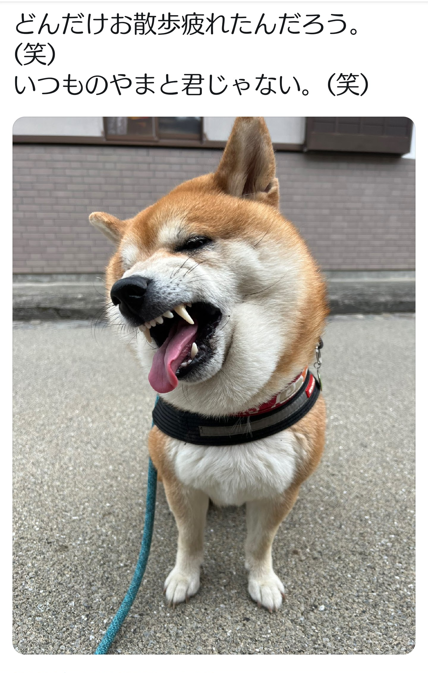 【芸能人の画像禁止】笑いのツボが浅いガル民に見せたい画像やgifが集まるトピ【悪意禁止】part8