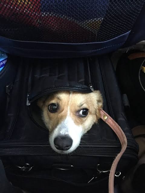 新幹線、愛犬と同乗　25年中に試験運行―JR東海社長