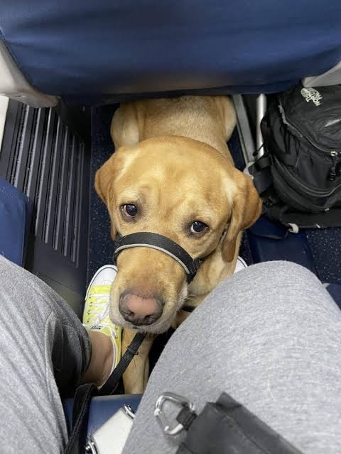 新幹線、愛犬と同乗　25年中に試験運行―JR東海社長