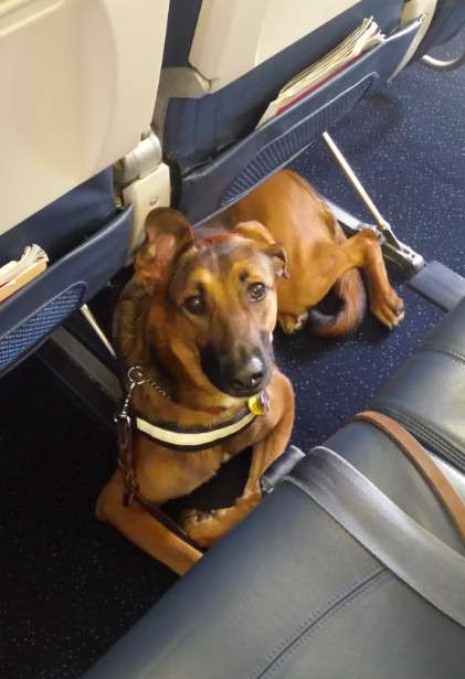 新幹線、愛犬と同乗　25年中に試験運行―JR東海社長