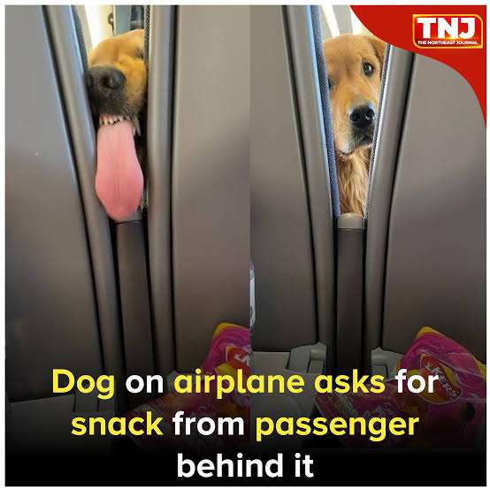 新幹線、愛犬と同乗　25年中に試験運行―JR東海社長