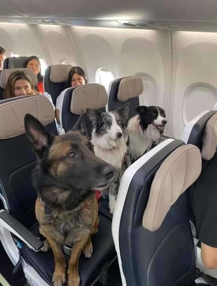 新幹線、愛犬と同乗　25年中に試験運行―JR東海社長