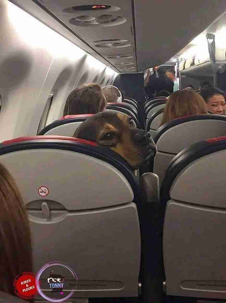 新幹線、愛犬と同乗　25年中に試験運行―JR東海社長