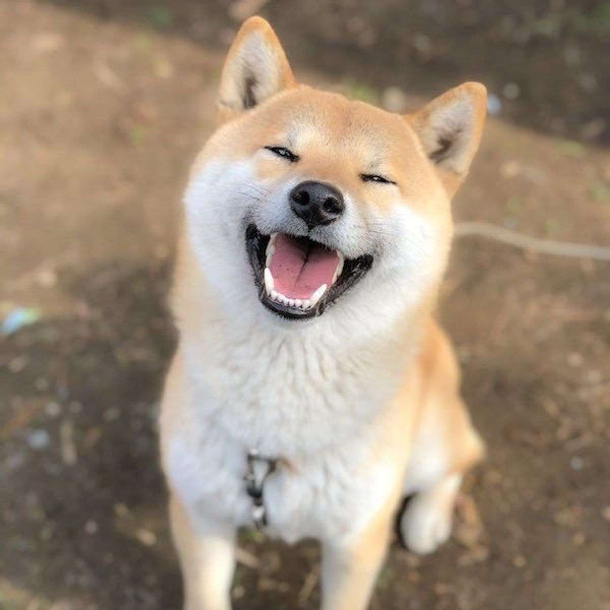 タイトルの一部を柴犬に変えちゃってください part3