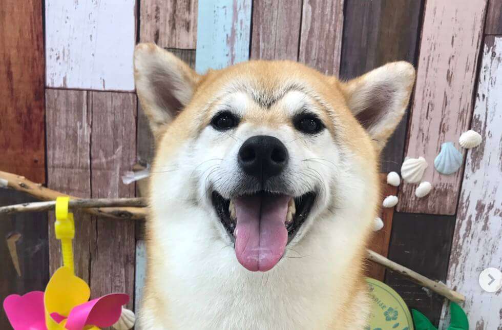 タイトルの一部を柴犬に変えちゃってください part3