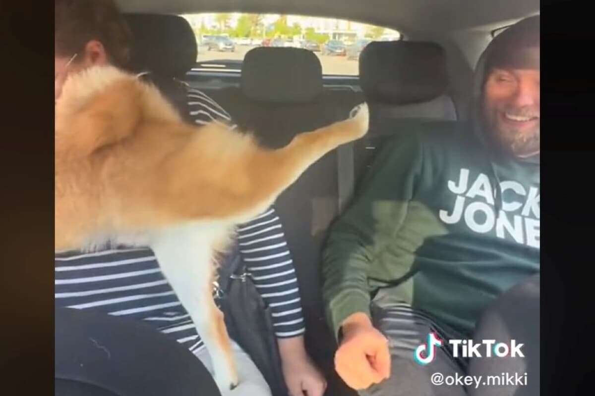 タイトルの一部を柴犬に変えちゃってください part3