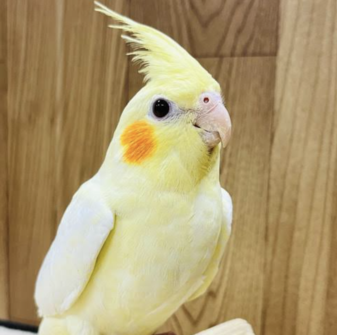 イエベ春が本領発揮してるトピ part4