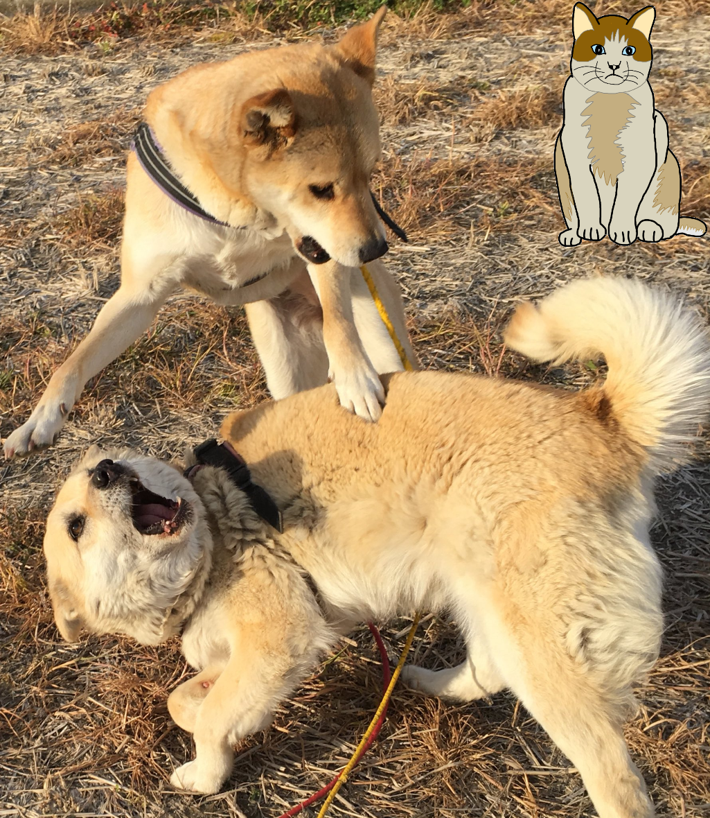 【コラトピ】この子をどこかに連れてってください
